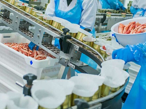 Ligne de production de fruits de mer – Ouvriers en blouse blanche, gants et tabliers bleus manipulant des crevettes fraîches sur une chaîne de production industrielle. Les fruits de mer sont soigneusement triés et placés dans des boîtes métalliques avant d’être conditionnés.